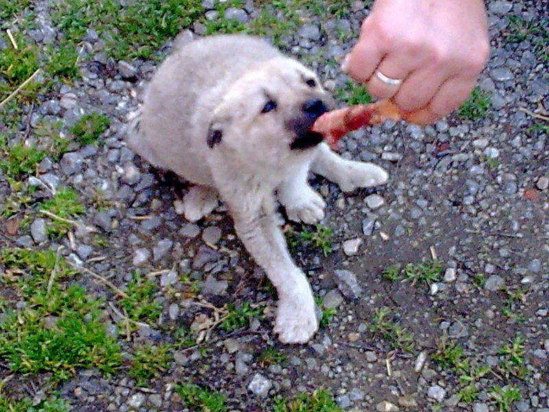 a puppy