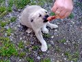 a puppy