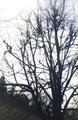 A tree